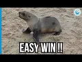 Download Lagu Seal Rescue: The Kind of Scenario We Always Hope For