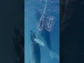 Download Lagu Whale Songs!