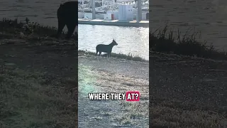 #fyp #dream #youtube #doberman #pets