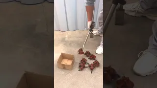                                                                                          دندنها