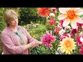 Download Lagu Sarah Raven - How to grow dahlias | Good Housekeeping UK