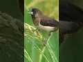 burung lagi makan padi #shots #shortvideo #viralvideo #sawah