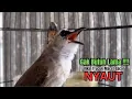 Download Lagu suara trucukan gacor NGALAS AMPUH bikin BURUNG TRUCUK GACOR EMOSI SEKETIKA