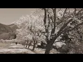 さくら（独唱） - 森山直太朗（フル）