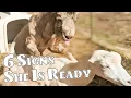 6 Signs YOUR Goat Is In HEAT