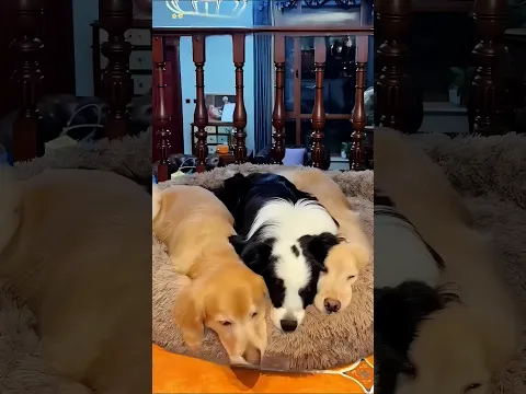 friendship of three dogs