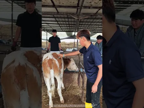 Subcutaneous injection on cattle’s back