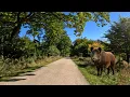 Cycling with Wild Boars | 1-Hour 4K Nature Ride for Indoor Cycling \u0026 Home Workouts