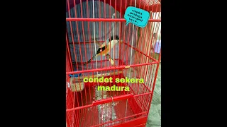 Download cendet sakera=(cendet roll speed) MP3