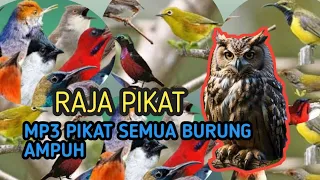 suara pikat semua burung kecil mp3 super ampuh