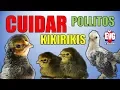 Como cuidar Pollitos kikirikis Miniatura - Cuidados esenciales