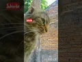 Download Lagu #Me\u0026MyCats 409 #Puci 1. Si Paling Jutek \u0026.Galak 😀🤗