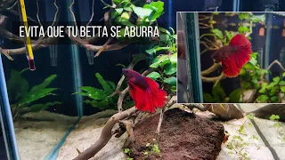 7 cuidados que le doy a mi betta para ser feliz