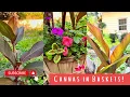 PLANTING CANNA LILIES IN BUSHEL BASKETS GARDEN ZONE 5B