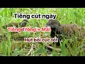 Download Lagu Tiếng Chim Cút Bẫy Ngày Trống Mái Cực Chuẩn – Dẫn Dụ Chim Hiệu Quả (Male \u0026 Female Sounds)