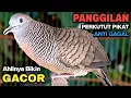 Download Lagu Perkutut Lokal Gacor RAJA PIKAT Ahlinya Bikin Semua Burung Perkutut Nyaut