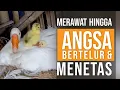 Tips Merawat Angsa Soang hingga Bertelur dan Menetas untuk Pemula