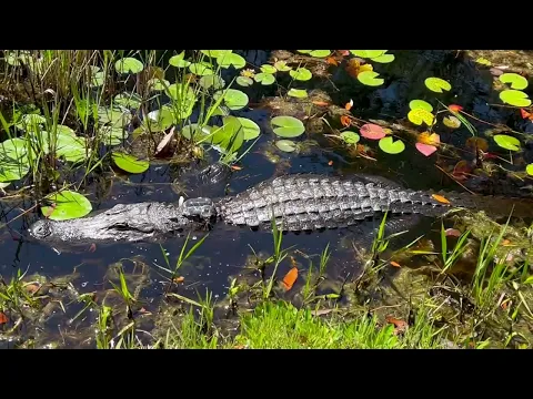 Okefenokee Swamp Park Overview