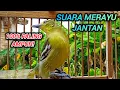 Download Lagu SIRTU BETINA GACOR SUARA PALING AMPUH UNTUK PANCINGAN SIRTU JANTAN 100% LANGSUNG RESPON