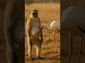 Download Lagu Heroic Stork Saves Monkey in Agony – A Heartwarming Rescue!