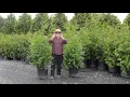 Green Giant Evergreen - Information for planting
