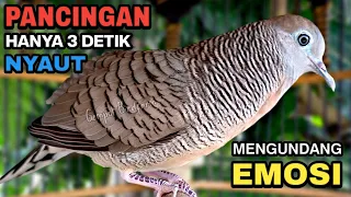perkutut lokal gacor suara besar pancingan burung perkutut agar cepat bunyi 