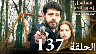 الحلقة 137 مسلسل زهور الدم مدبلج بالعربية Kan Çiçekleri 