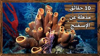10 حقائق مذهلة عن حيوان الاسفنج 