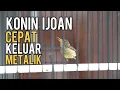 Lagu Tips kolibri ijoan cepat keluar bulu metalik