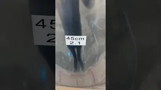 جدر مال باله  استيل حجم ٤٥ سم دندنها