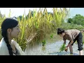 Download Lagu The life of rice｜春播一粒穀，秋收滿倉糧。四季輪迴間，稻穀香四溢。