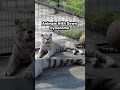 Animals With Down Syndrome