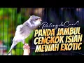 PANDA JAMBUL CENGKOK ISIAN MEWAH EXITIC  - MASTERAN KENARI ISIAN BLACKTHROAT GACOR SUARA JERNIH