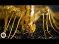 The House Centipede is Fast Furious and Just So Extra Deep Look