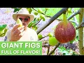 The Most Irresistible Giant Figs