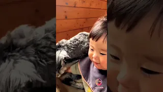 The Child Teased Dog The Dog Attacked His Hand But The Child Was Not Afraid Shorts 