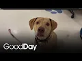 This handsome pup is looking for his forever home Pet of the Week
