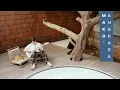 Download Lagu MAKO • ANGKASA [OFFICIAL MUSIC VIDEO]
