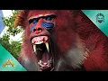 Taming My New Dinopithecus Army - ARK Survival Evolved E148