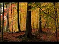 Download Lagu 黄晓凤 - SI JANTUNG HATI 马来歌. Autumn Colours 2020 in Ontario, Canada