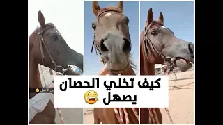 صوت و صهيل الحصان العربي الأصيل   الفحل   فيفيري دندنها