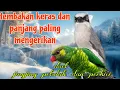 Lagu Tembakan paling mengerikan 🔥🔥 jingjing petulak dan perkici