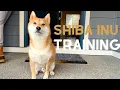 Download Lagu Tips for Shiba Inu owner that no one tells you about