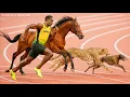 Download Lagu Usain Bolt vs Horse, Cheetah, Greyhound, Kangaroo | 3D Speed Comparison