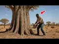 El Leñador Taló Un Baobab De 1 200 Años, Pero Lo Que Estaba Oculto Dentro Lo Hizo Entrar En Pánico