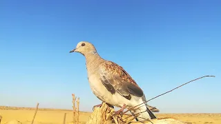طائر حمام القمري من أفضل الطيور المهاجره  القمري المهاجر  دندنها