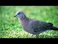 Download Lagu [Relax Morning  1 Hour 20 Minutes] Birds Chirping,Natural Sound of Birds Singing/Birds Spotted dove