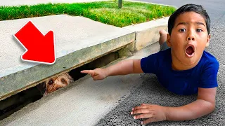 Download Our Dog Teddy FELL Into The SEWER! MP3