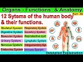 12 systems of the human body and their functions 12 systems of the human body in English