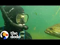 Download Lagu Diver Befriends A Fish Who Keeps Coming Back To See Him | The Dodo